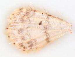 Attēlu rezultāti vaicājumam “Idaea biselata”