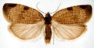 Attēlu rezultāti vaicājumam “Lozotaenia forsterana”