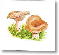 Attēlu rezultāti vaicājumam “Lactarius deliciosus”