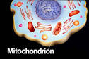 mitochondria