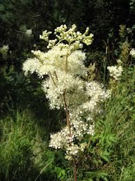 Attēlu rezultāti vaicājumam “Filipendula ulmaria”