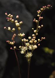 Image result for Filipendula vulgaris