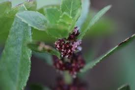 Attēlu rezultāti vaicājumam “Elatinaceae”