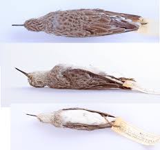 Image result for Calidris minutilla