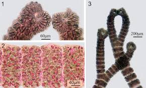 Attēlu rezultāti vaicājumam “Hildenbrandia rivularis”