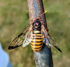 Attēlu rezultāti vaicājumam “Cimbex femoratus imago”