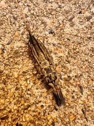 Attēlu rezultāti vaicājumam “Nepa cinerea nymph”