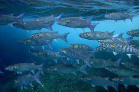 Image result for Crenimugil seheli