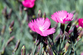 Image result for Dianthus gratianopolitanus