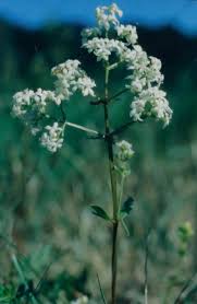 Attēlu rezultāti vaicājumam “Galium boreale bud”