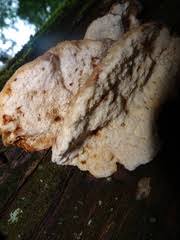 Attēlu rezultāti vaicājumam “Postia fragilis”