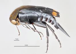 Attēlu rezultāti vaicājumam “Mordellidae”