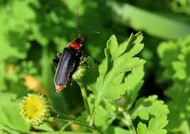 Attēlu rezultāti vaicājumam “Cantharis rustica”