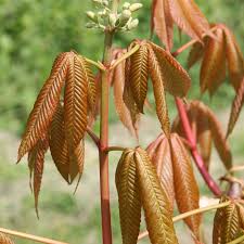 Attēlu rezultāti vaicājumam “Aesculus x neglecta”