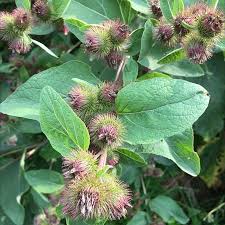 Attēlu rezultāti vaicājumam “Arctium”