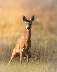 Attēlu rezultāti vaicājumam “Capreolus capreolus”