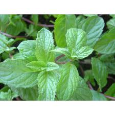 Image result for Menta x piperita