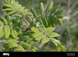 Attēlu rezultāti vaicājumam “Sorbus aucuparia leaf”