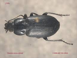 Attēlu rezultāti vaicājumam “Poecilus lepidus”