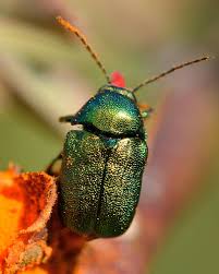 Attēlu rezultāti vaicājumam “Cryptocephalus aureolus, Cryptocephalus sericeus”