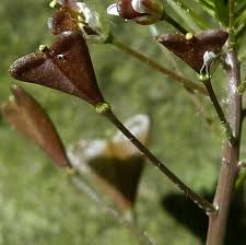 Attēlu rezultāti vaicājumam “Capsella bursa-pastoris bud”