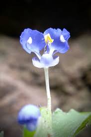 Attēlu rezultāti vaicājumam “Commelina coelestis flower”
