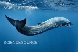Image result for Balaenoptera musculus
