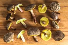 Attēlu rezultāti vaicājumam “Xerocomus chrysenteron”