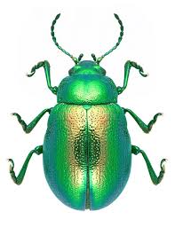 Attēlu rezultāti vaicājumam “Chrysolina staphylaea”