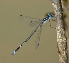 Attēlu rezultāti vaicājumam “Lestidae”