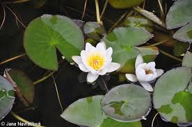 Attēlu rezultāti vaicājumam “Nymphaea candida leaf”