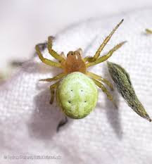 Attēlu rezultāti vaicājumam “Araniella”