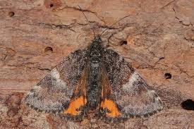 Attēlu rezultāti vaicājumam “Archiearis parthenias”