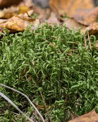 Attēlu rezultāti vaicājumam “Pleurozium schreberi sporophyte”