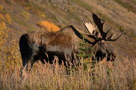Attēlu rezultāti vaicājumam “Alces alces”
