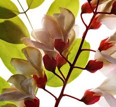 Attēlu rezultāti vaicājumam “Robinia pseudoacacia flower”