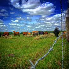 Image result for ganado bovino