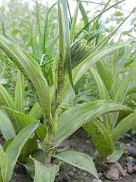Attēlu rezultāti vaicājumam “Epipactis helleborine leaf”