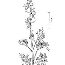 Image result for Consolida ajacis oder Consolida regalis