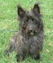 Cairn Terrier Information and Pictures, Cairn Terriers, Cairns