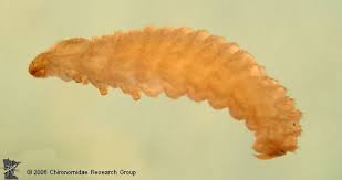 Attēlu rezultāti vaicājumam “Chrysomelidae”