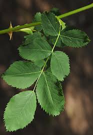 Attēlu rezultāti vaicājumam “Rosa subcanina leaf”