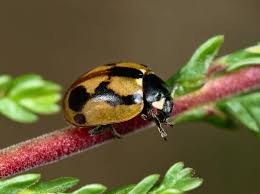 Attēlu rezultāti vaicājumam “Coccinella hieroglyphica”