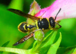 Attēlu rezultāti vaicājumam “Eumenes sp.”