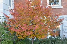 Attēlu rezultāti vaicājumam “Carpinus caroliniana”