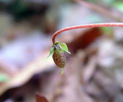 Attēlu rezultāti vaicājumam “Viola uliginosa bud”