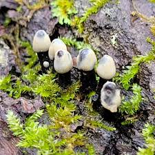 Attēlu rezultāti vaicājumam “Holwaya mucida”