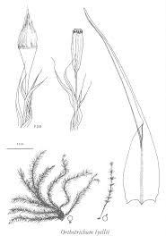 Attēlu rezultāti vaicājumam “Orthotrichum lyellii”