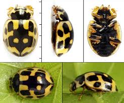 Attēlu rezultāti vaicājumam “Propylea quatuordecimpunctata”