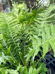 Attēlu rezultāti vaicājumam “Matteuccia struthiopteris”